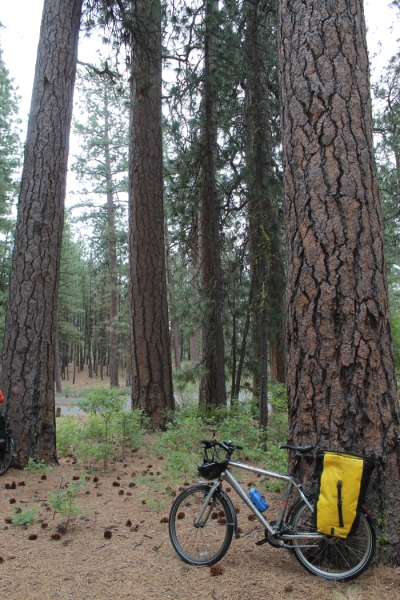 My bike leaned up against a ponderosa pine.